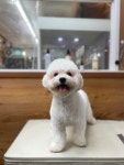 더사랑할개