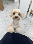 엘몽드