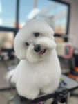 펫아지트