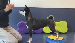 우쭈쭈플렉스 강아지 애견 유치원 호텔