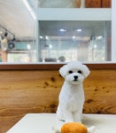 더사랑할개