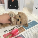 하이퍼피 강아지분양 고양이분양 군산본점