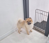소중하개