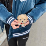 인천강아지분양 고양이분양 블리독인천점