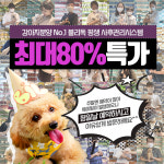 블리독인천부평점 강아지분양 말티푸미니비숑 고양이포메입양