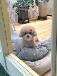 네추럴그루밍