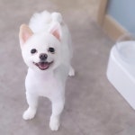 맑음펫