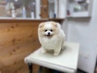 더사랑할개