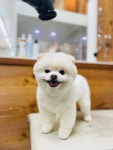 더사랑할개