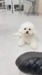 웰니스펫뷰티 오그루밍