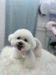 펫아지트