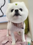 콩돌이네애견샵