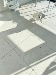 퍼피숑