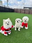 강아지 마을회관 애견유치원&애견호텔