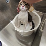 고양이미용실 샤토미뇽
