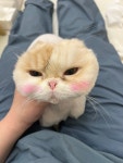 고양이미용실 샤토미뇽