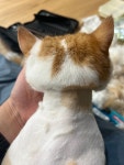 고양이미용실 샤토미뇽