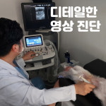 디테일 동물의료센터