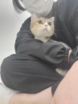 고양이미용실 샤토미뇽