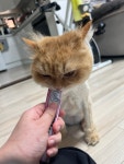 고양이미용실 샤토미뇽