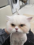 고양이미용실 샤토미뇽