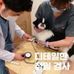 디테일 동물의료센터