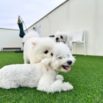 털로덮인친구들 애견유치원 & 애견호텔 수원시청역점