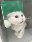 고양이미용실 샤토미뇽