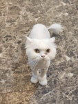 고양이미용실 샤토미뇽