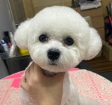 렛츠독
