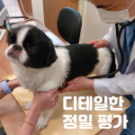 디테일 동물의료센터