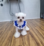 렛츠독