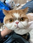 고양이미용실 샤토미뇽