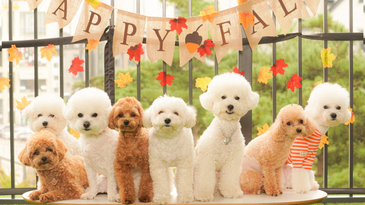 메종드로이 애견카페&유치원&호텔