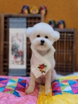 슈슈펫살롱