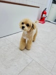 반려동물미용실 포송