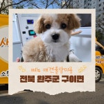 사랑할개