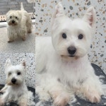 반려동물미용실 포송