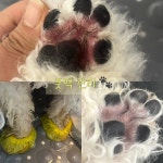 반려동물미용실 포송