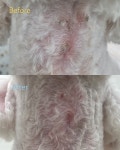 반려동물미용실 포송