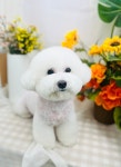 반려동물미용실 포송