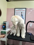 버블독스 가정루원시티점