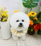 반려동물미용실 포송