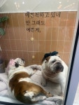 반려동물미용실 포송