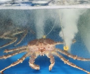 천상대게 당진점