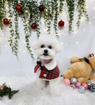 오렌지펫 배곧애견미용