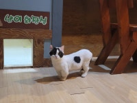 삼층고양이카페