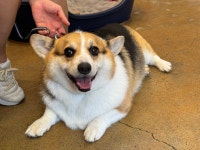 수영애견미용애견셀프목욕