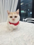 일산고양이 라라캣츠