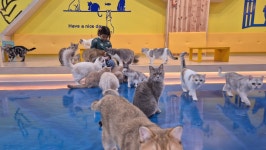 고양이카페 아이캣유